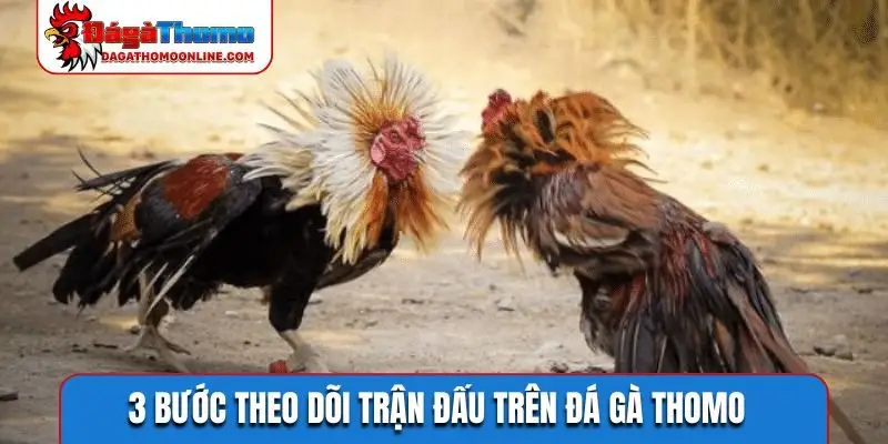3 bước theo dõi trận đấu trên Đá Gà Thomo