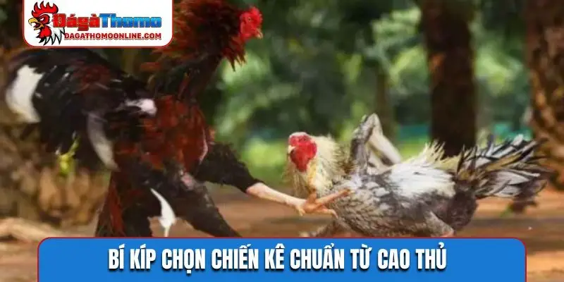 bi kip chon chien ke chuan tu cao thu Bí kíp chọn chiến kê chuẩn từ cao thủ