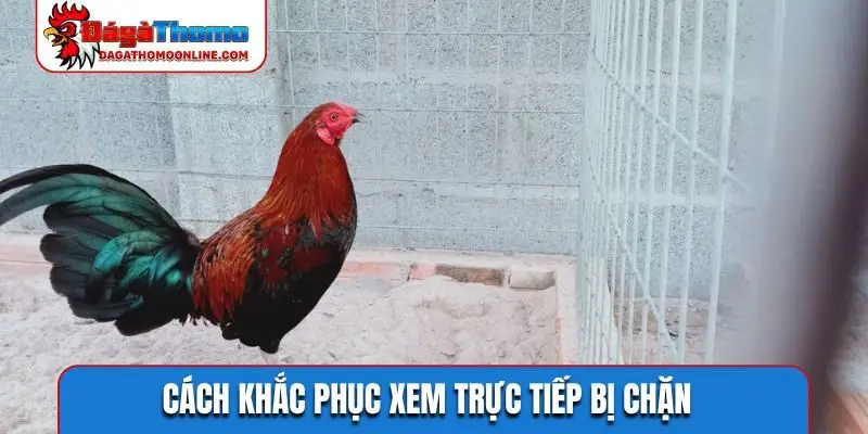 Cách khắc phục xem trực tiếp bị chặn