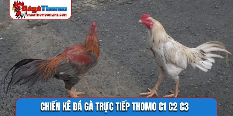 Chiến kê đá gà trực tiếp Thomo C1 C2 C3