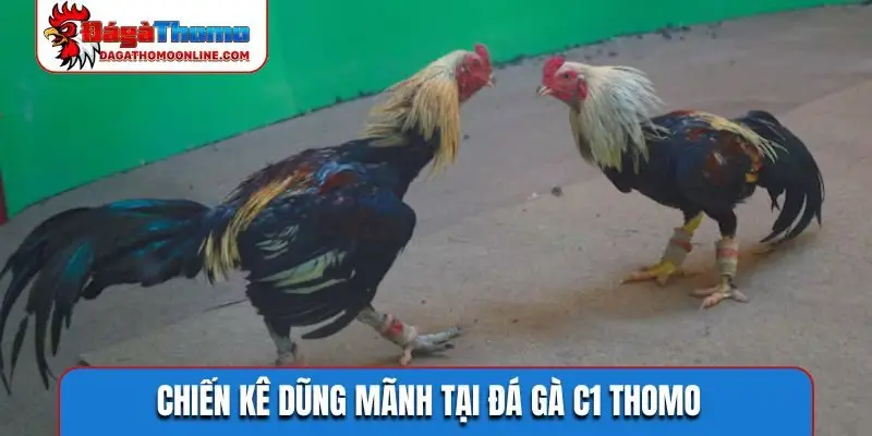 Chiến kê dũng mãnh tại đá gà C1 Thomo