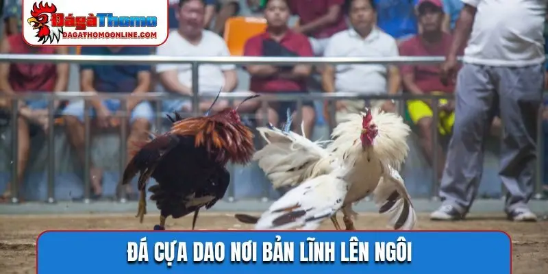 Đá cựa dao nơi bản lĩnh lên ngôi