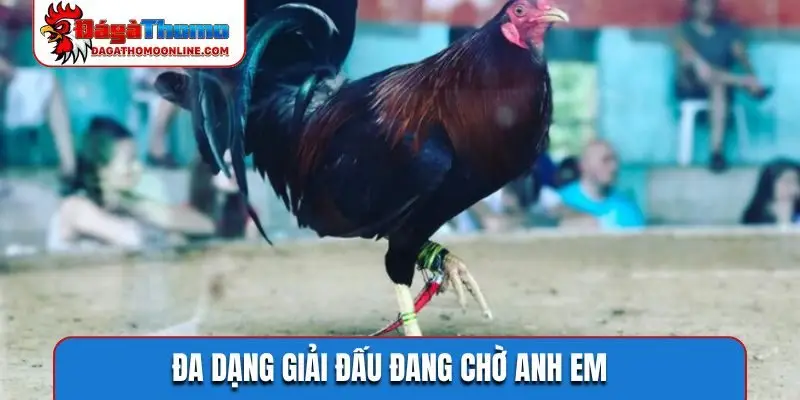Đa dạng giải đấu đang chờ anh em
