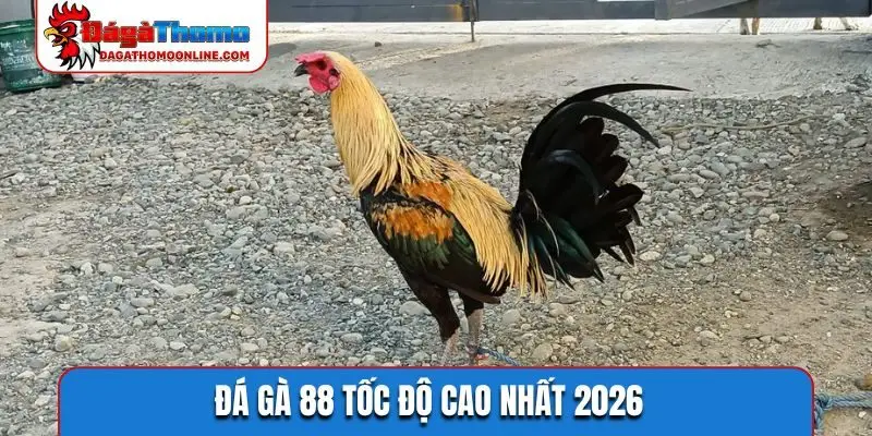 Đá gà 88 tốc độ cao nhất 2026