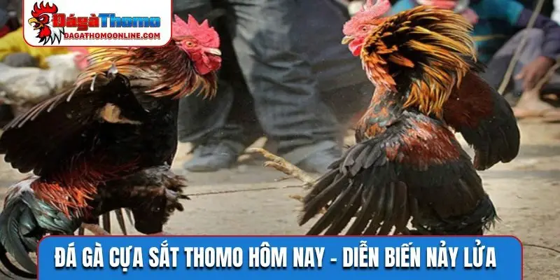Đá gà cựa sắt Thomo hôm nay