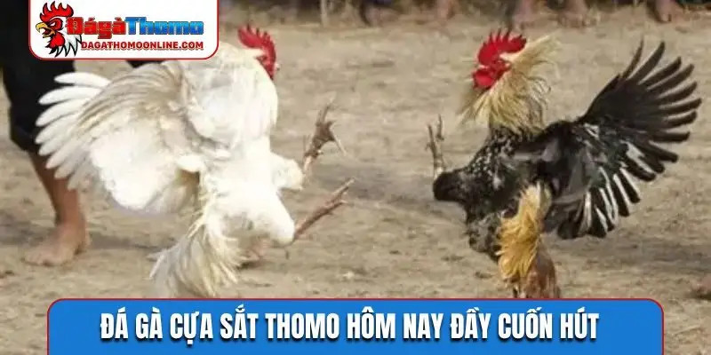 Đá gà cựa sắt Thomo hôm nay đầy cuốn hút