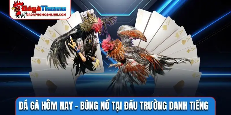 Đá gà hôm nay