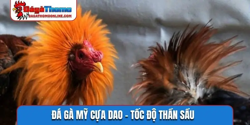 Đá gà Mỹ cựa dao