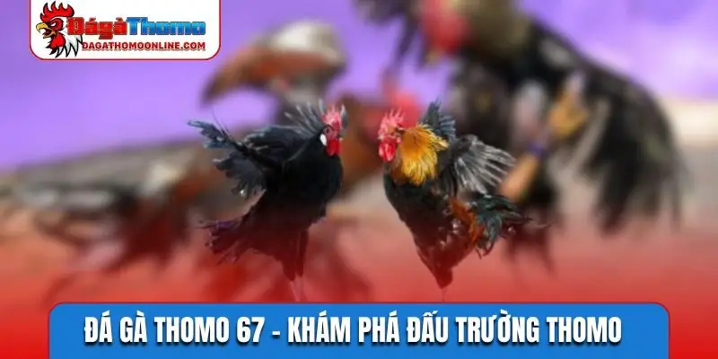 Đá gà Thomo 67