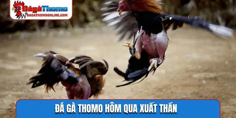 da ga thomo hom qua xuat than Đá gà Thomo hôm qua xuất thần