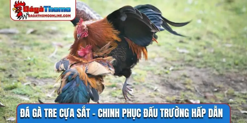 Đá gà tre cựa sắt