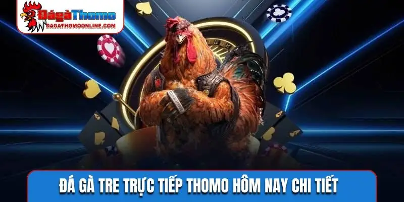 Đá gà tre trực tiếp Thomo hôm nay