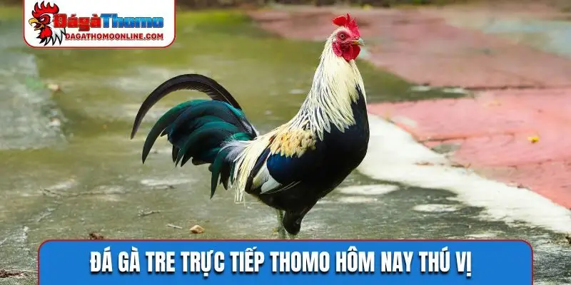 Đá gà tre trực tiếp Thomo hôm nay thú vị