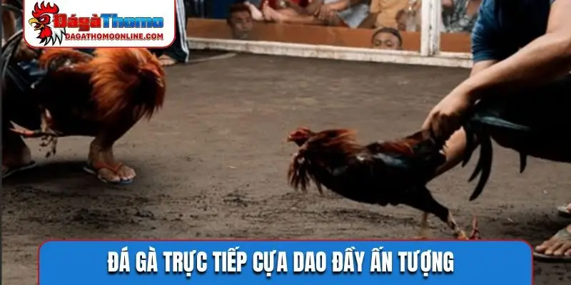 Đá gà trực tiếp cựa dao đầy ấn tượng
