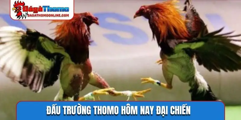 Đấu trường Thomo hôm nay đại chiến