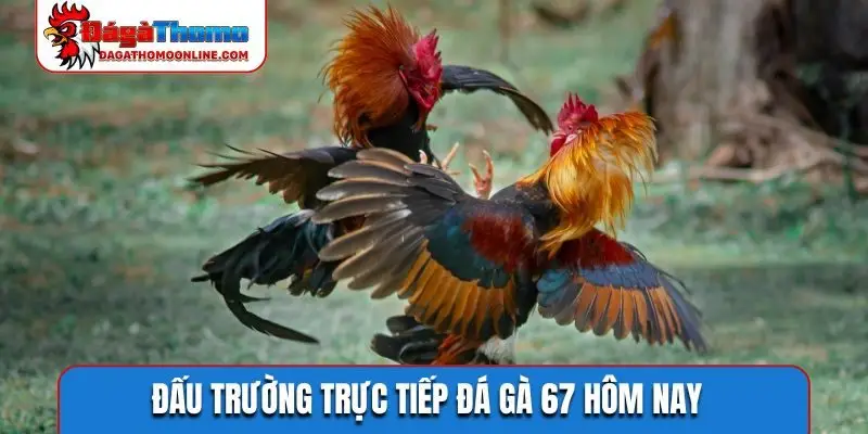 Đấu trường trực tiếp đá gà 67 hôm nay
