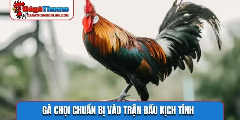 Gà chọi chuẩn bị vào trận đấu kịch tính