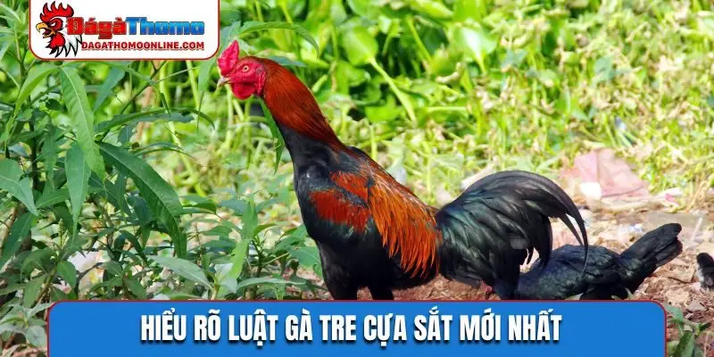 Hiểu rõ luật gà tre cựa sắt mới nhất