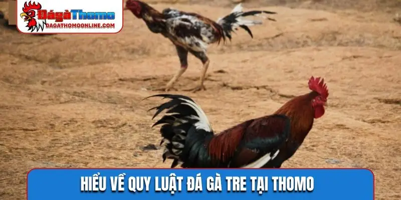 Hiểu về quy luật đá gà tre tại Thomo