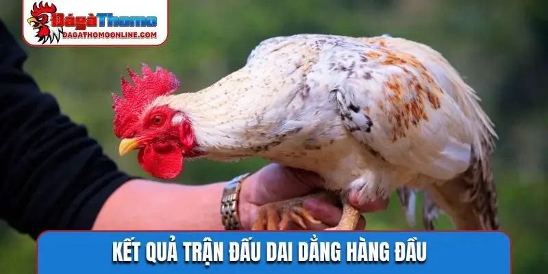 ket qua tran dau dai dang hang dau Kết quả trận đấu dai dẳng hàng đầu