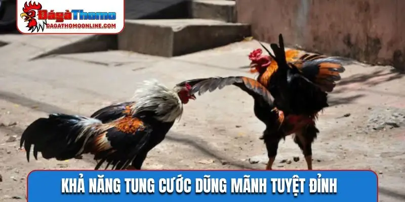 Khả năng tung cước dũng mãnh tuyệt đỉnh