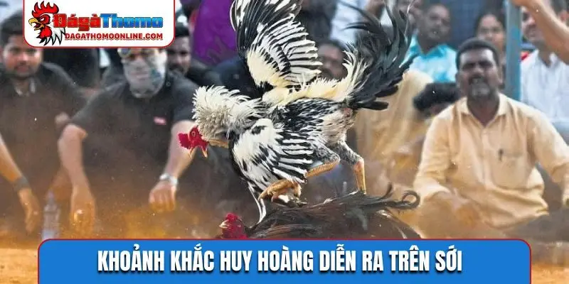 Khoảnh khắc huy hoàng diễn ra trên sới