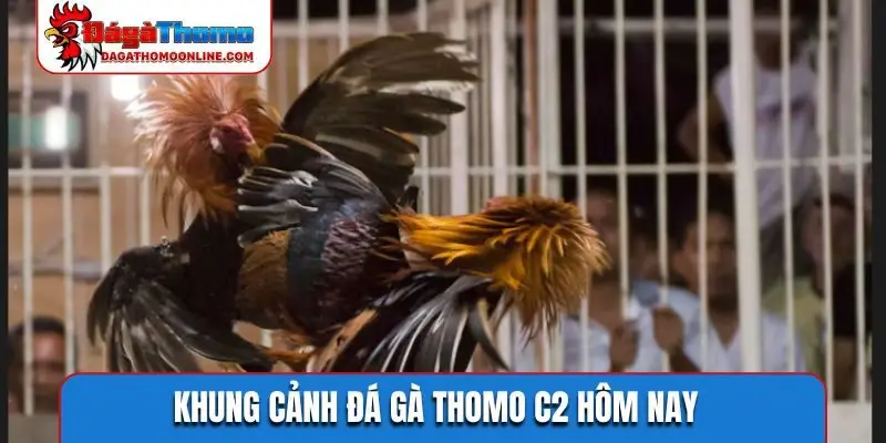 Khung cảnh đá gà Thomo C2 hôm nay