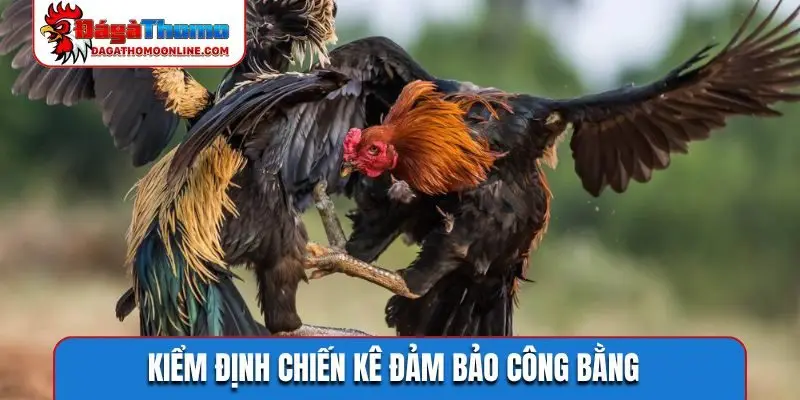 Kiểm định chiến kê đảm bảo công bằng