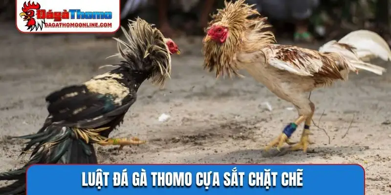 Luật đá gà Thomo cựa sắt chặt chẽ