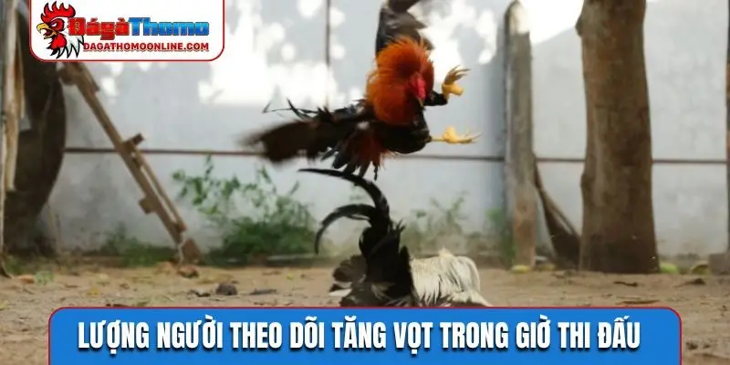 Lượng người theo dõi tăng vọt trong giờ thi đấu