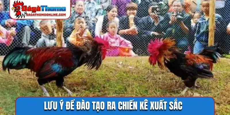 Lưu ý để đào tạo ra chiến kê xuất sắc