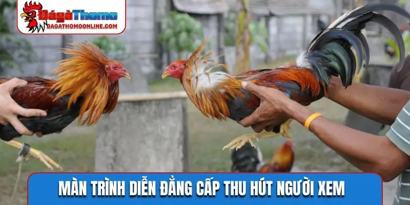 Màn trình diễn đẳng cấp thu hút người xem