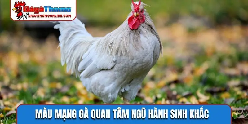 Màu mạng gà quan tâm ngũ hành sinh khắc