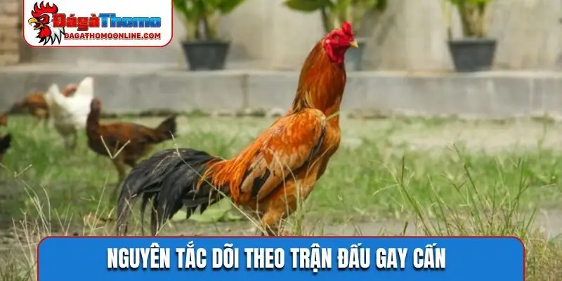 Nguyên tắc dõi theo trận đấu gay cấn