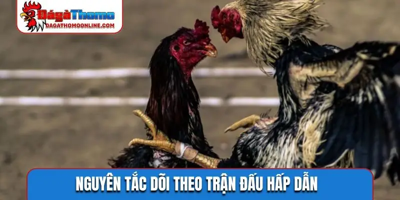 Nguyên tắc dõi theo trận đấu hấp dẫn