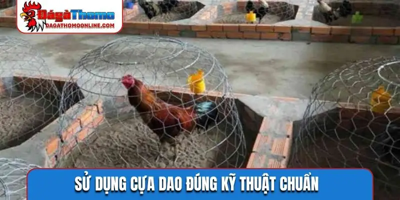 su dung cua dao dung ky thuat chuan Sử dụng cựa dao đúng kỹ thuật chuẩn