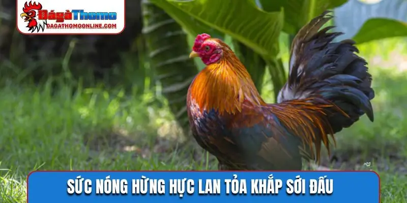 Sức nóng hừng hực lan tỏa khắp sới đấu