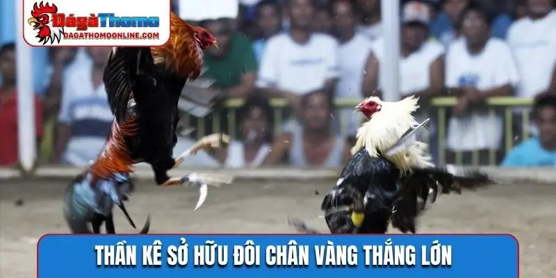 Thần kê sở hữu đôi chân vàng thắng lớn