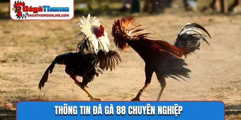 Thông tin đá gà 88 chuyên nghiệp
