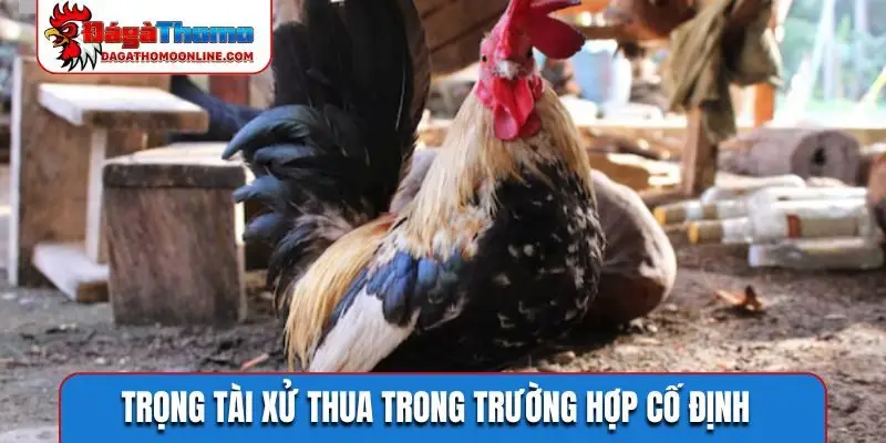 Trọng tài xử thua trong trường hợp cố định