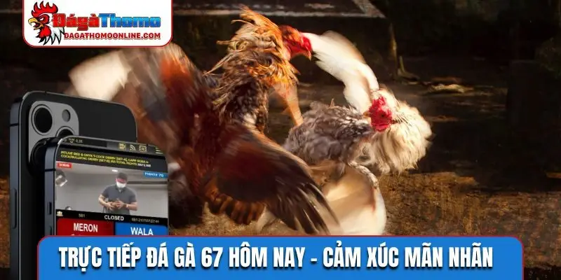 Trực tiếp đá gà 67 hôm nay