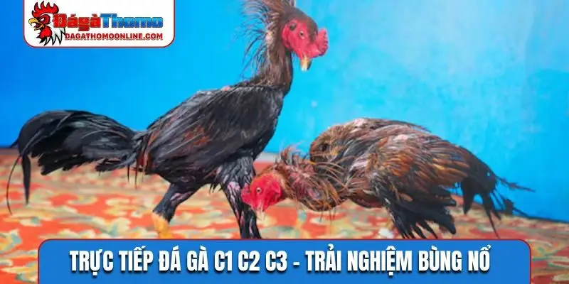 Trực tiếp đá gà C1 C2 C3