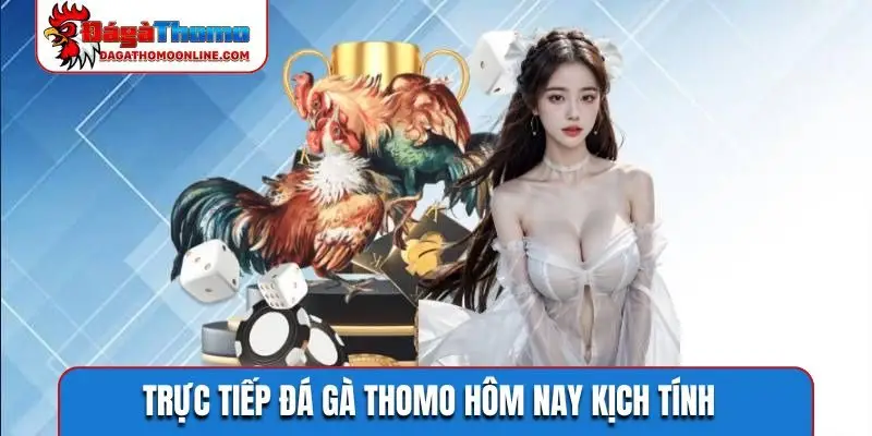Trực tiếp đá gà Thomo hôm nay