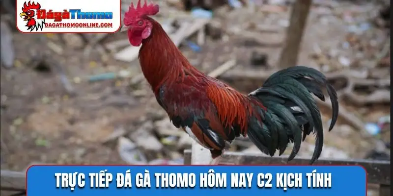 Trực tiếp đá gà Thomo hôm nay C2 kịch tính