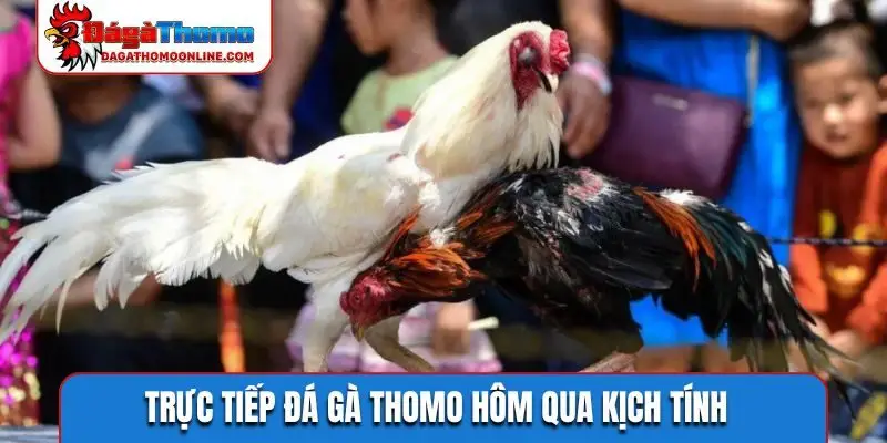Trực tiếp đá gà Thomo hôm qua