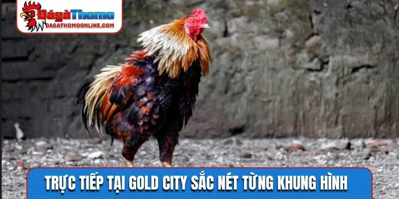 Trực tiếp tại Gold City sắc nét từng khung hình