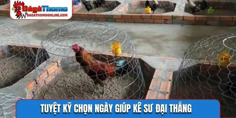 Tuyệt kỹ chọn ngày giúp kê sư đại thắng