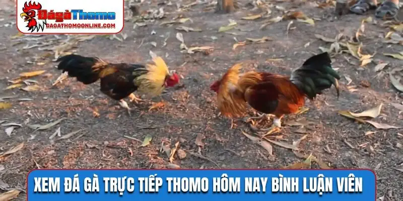 Xem đá gà trực tiếp Thomo hôm nay bình luận viên