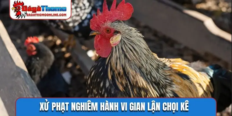 Xử phạt nghiêm hành vi gian lận chọi kê