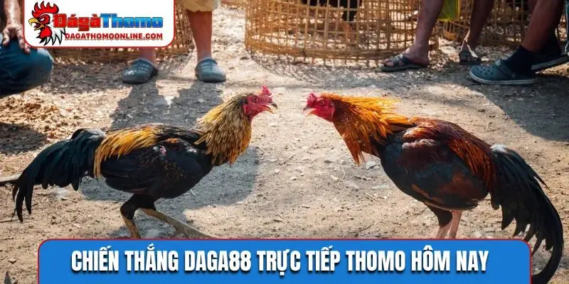 Chiến thắng daga88 trực tiếp Thomo hôm nay